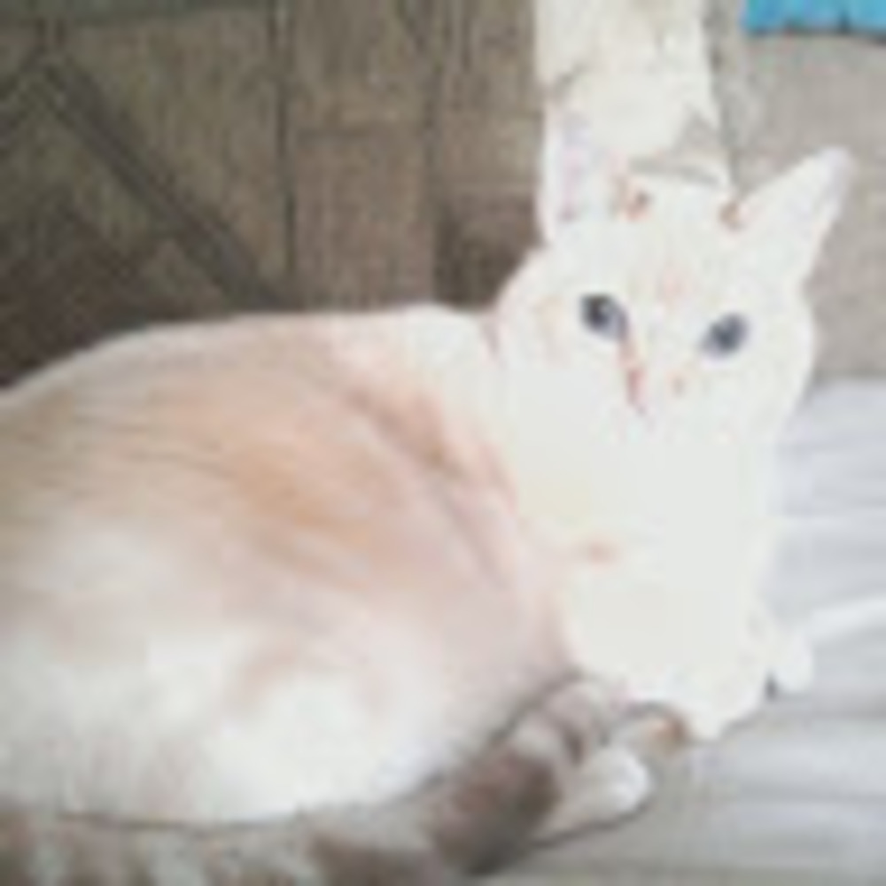 Meet your Posher, Angela